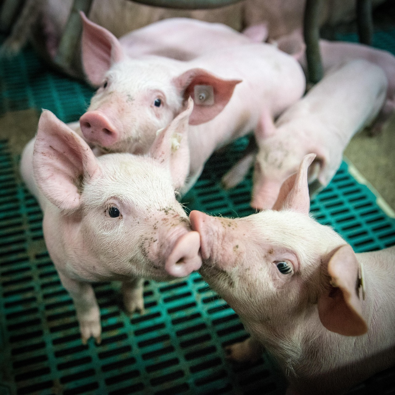 ehrecke-piglet-4133939_1280