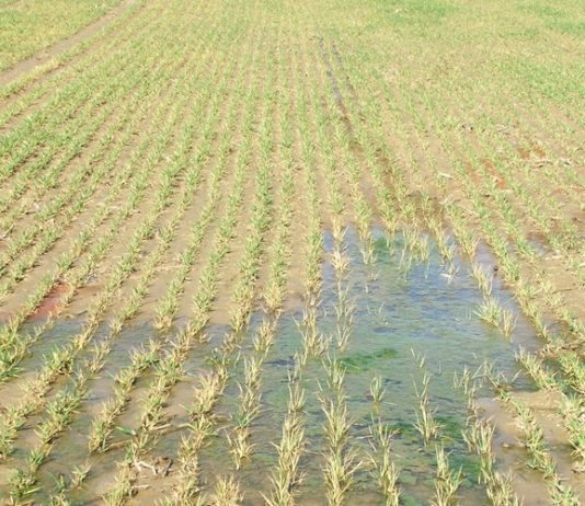 Započela isplata potpore poljoprivrednim proizvođačima za ublažavanje posljedica prirodnih nepogoda nastalih u 2023. godini isplata potpore poljoprivrednim proizvođačima