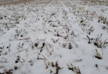 Agrotehničke mjere na lucerištima nakon zimskog mirovanja