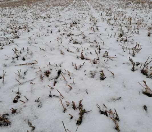 Agrotehničke mjere na lucerištima nakon zimskog mirovanja