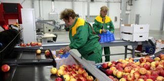 logističko distributivni centri za voće i povrće