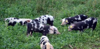 pasmine svinja za manje opg-e pasmine svinja u hrvatskoj