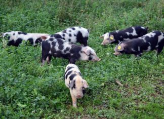pasmine svinja za manje opg-e pasmine svinja u hrvatskoj