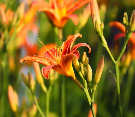 Kako uzgojiti ljiljane?