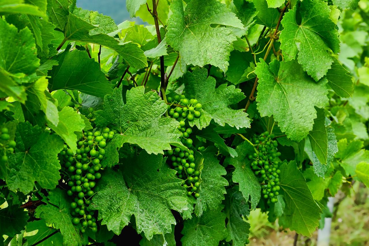 Folijarna prihrana vinove loze