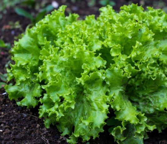 Agroekonomika – Isplativost uzgoja salate u zaštićenom prostoru Agroekonomika - Isplativost uzgoja salate u zaštićenom prostoru