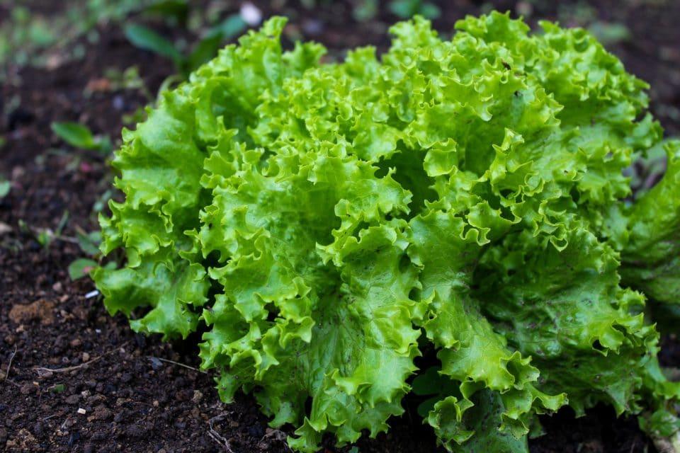 Agroekonomika - Isplativost uzgoja salate u zaštićenom prostoru