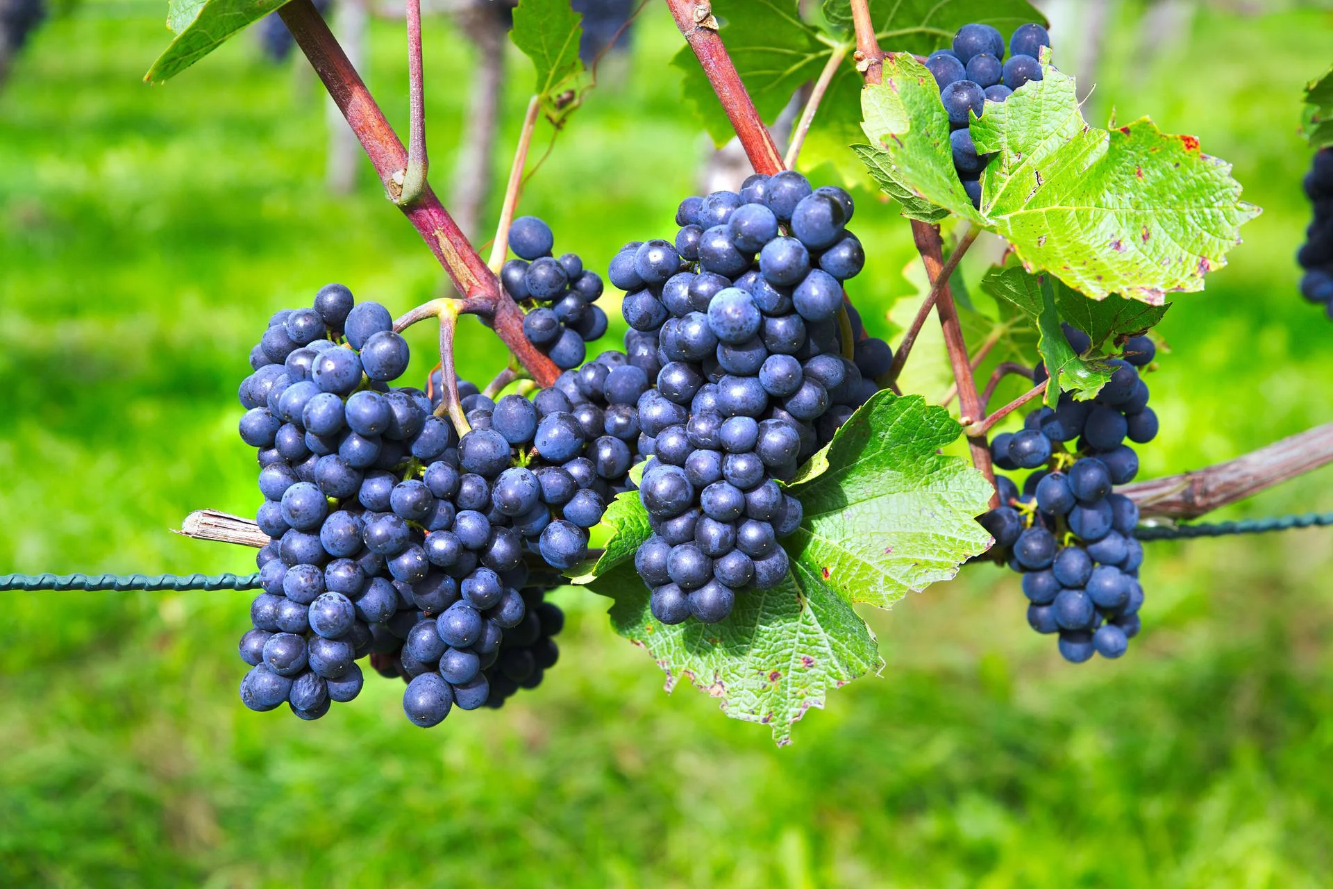 sorte vinove loze za nizinsko područje