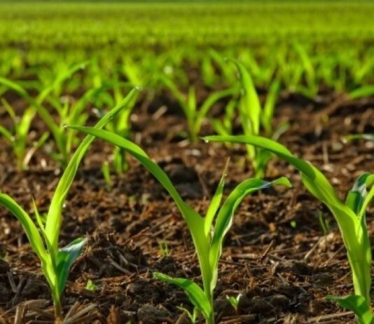 Gnojidba kukuruza