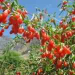 Goji bobice - uzgoj