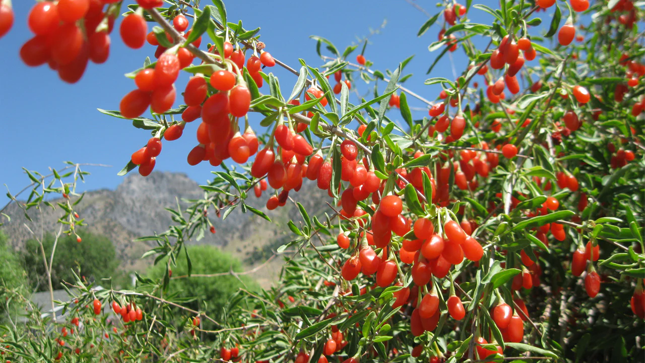 Goji bobice - uzgoj