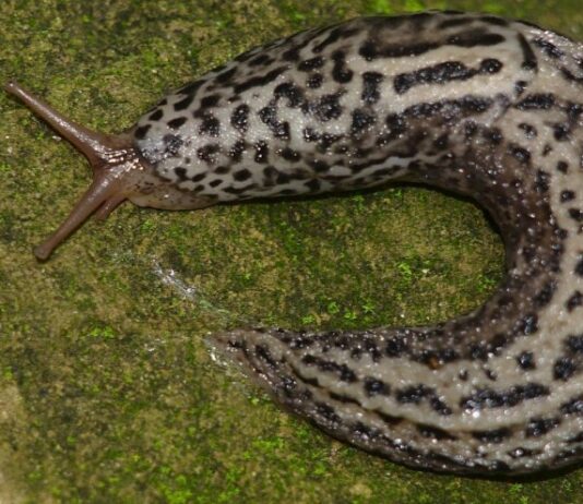 Puževi golaći – prvi štetnici uljane repice Puževi golaći – prvi štetnici uljane repice