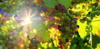mjere pomoći sektoru vinarstva