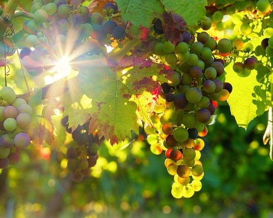 mjere pomoći sektoru vinarstva