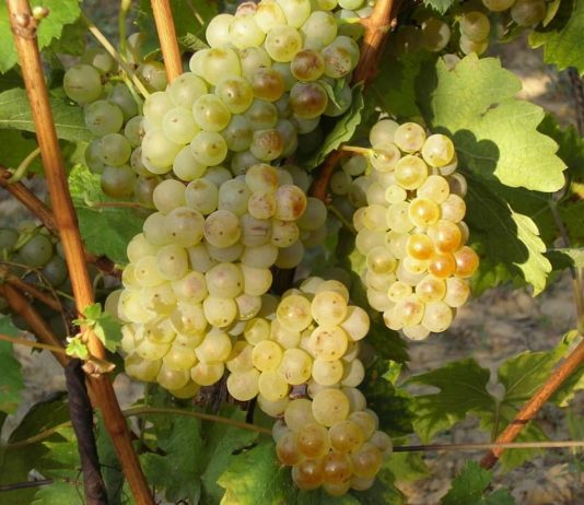 vinari