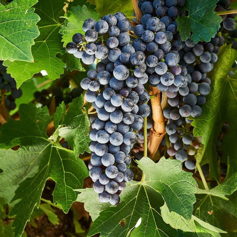Prodajem grožđe Cabarnet Sauvignon