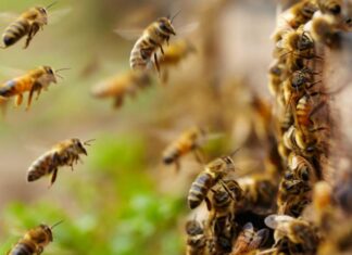 Potpore u pčelarstvu