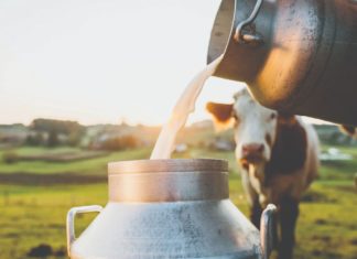 proizvodnja mlijeka u hrvatskoj trend proizvodnje mlijeka