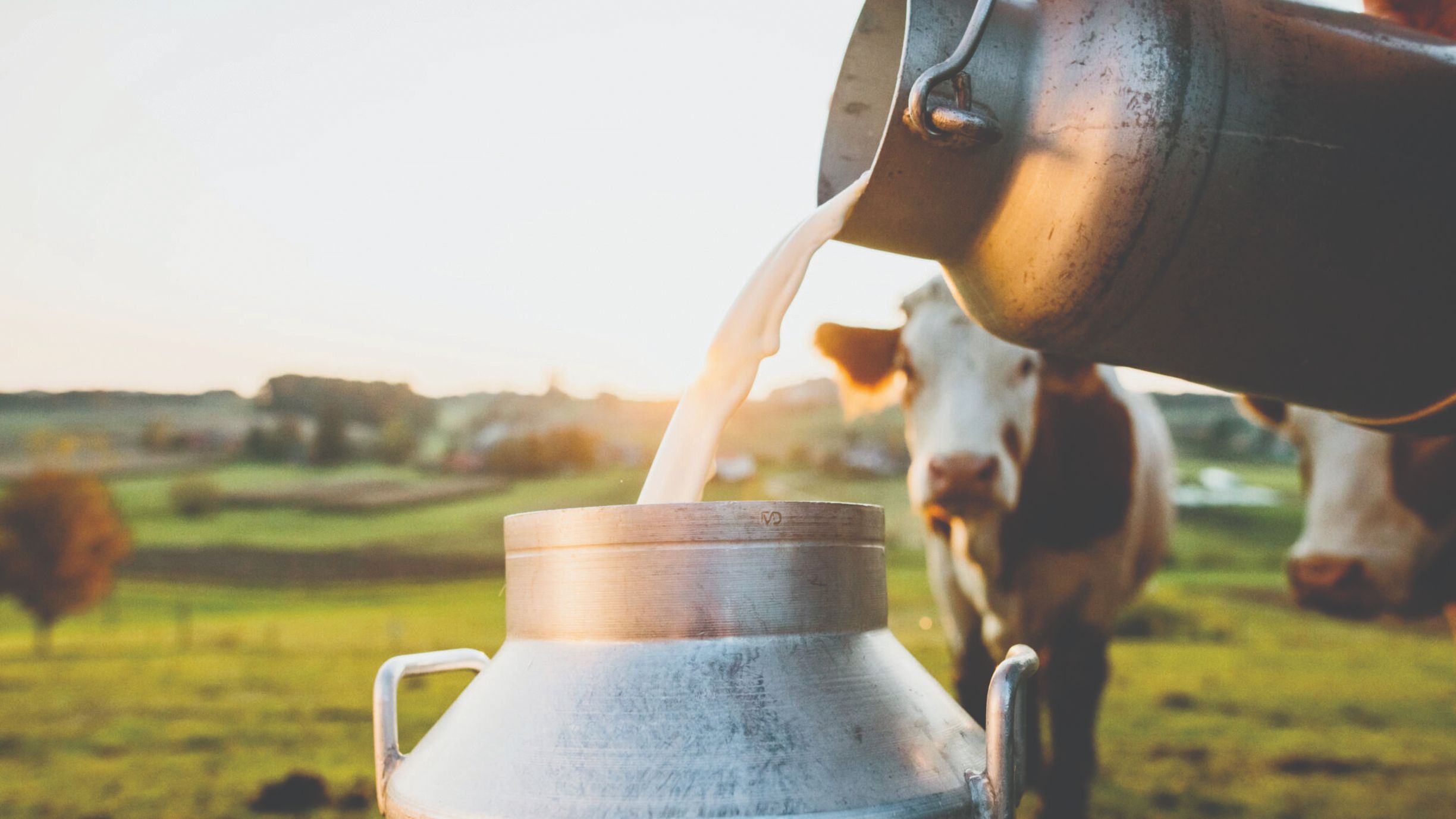 proizvodnja mlijeka u hrvatskoj trend proizvodnje mlijeka