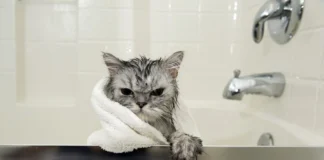 Da li je kupanje mačaka zaista nužno?