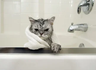 Da li je kupanje mačaka zaista nužno?