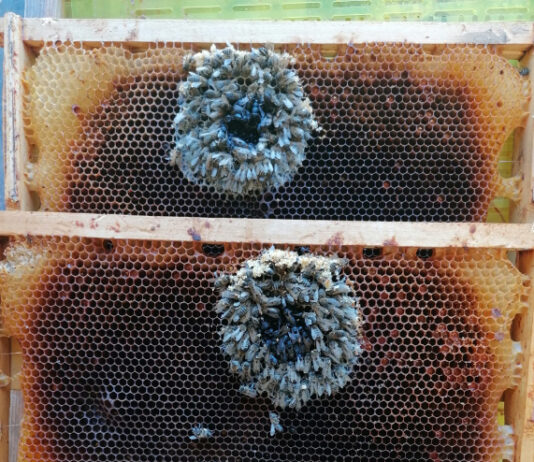 praćenje gubitaka pčelinjih zajednica