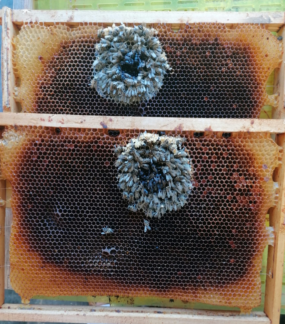 praćenje gubitaka pčelinjih zajednica