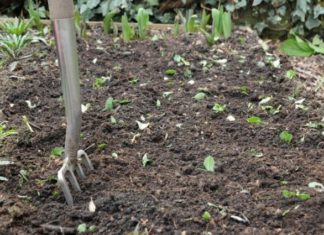 gnojidba vrta kako gnojiti u vrtu alkalno tlo