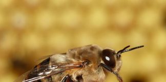 partenogenza pčela