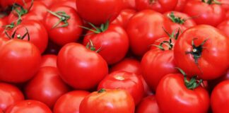 Industrijska proizvodnja rajčice