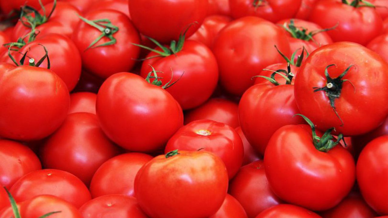 Industrijska proizvodnja rajčice