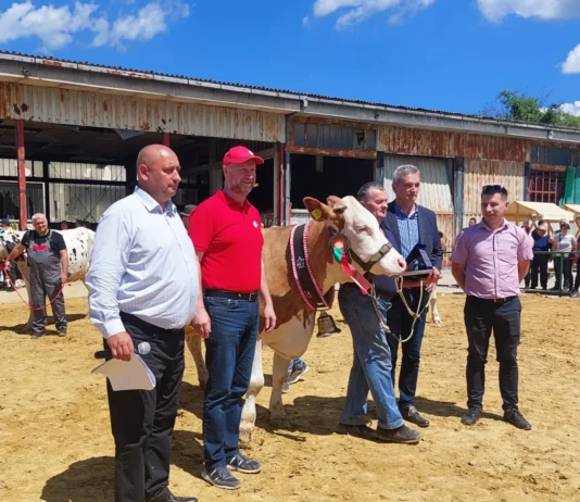 izložba stoke izložba konja