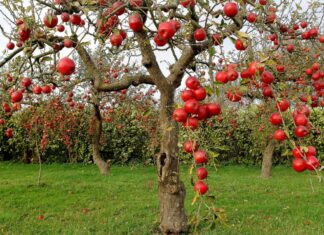 Zimski pregled jabuka na prezimljujuće štetnike