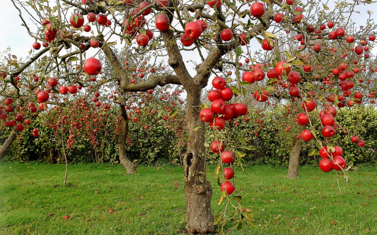 Zimski pregled jabuka na prezimljujuće štetnike