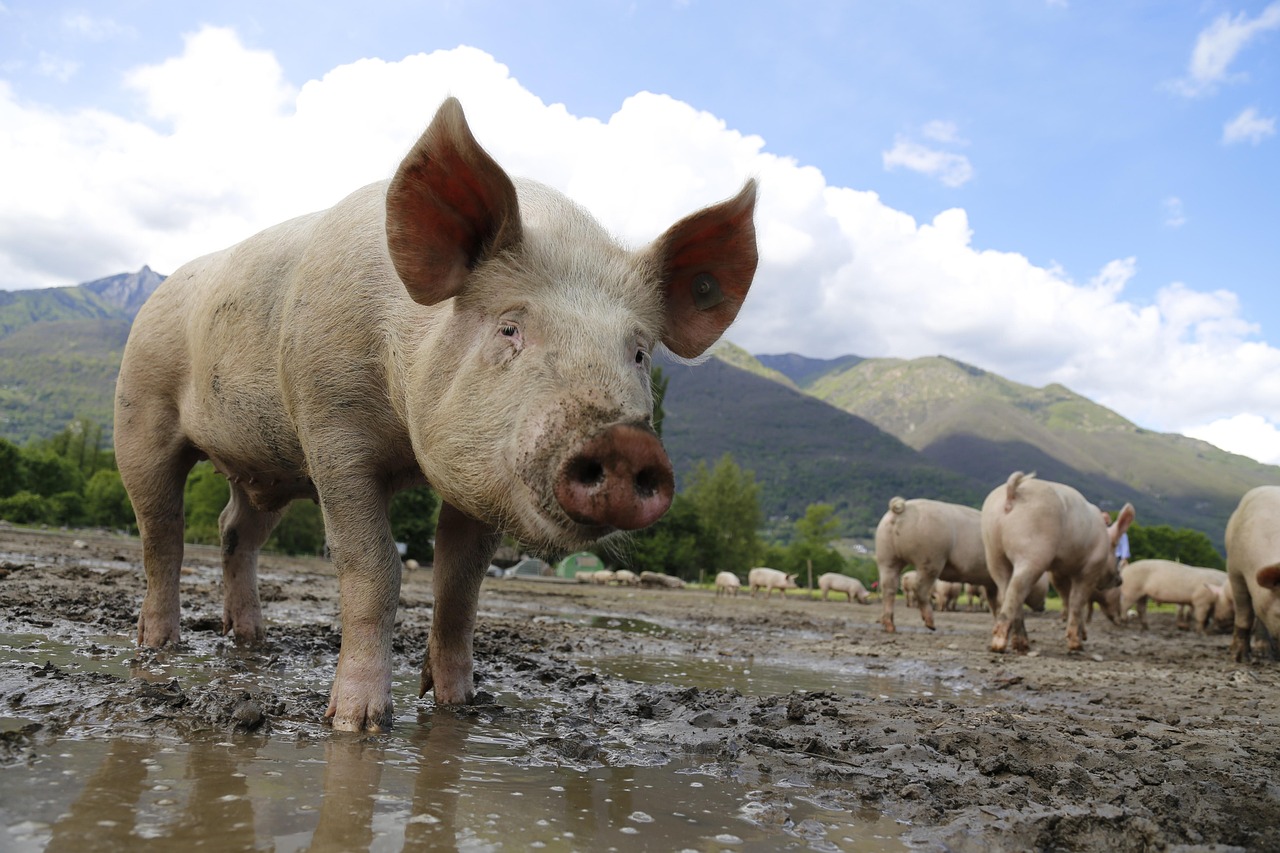 jai79-pig-752557_1280