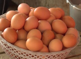 Isplati li se proizvodnja jaja?