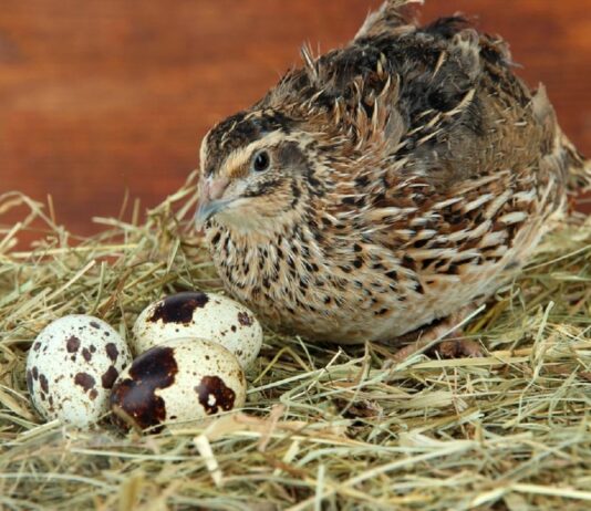 Japanska prepelica – gospodarski značajna perad Japanska prepelica – gospodarski značajna perad