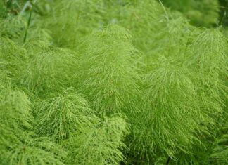 Suzbijanje poljske preslice