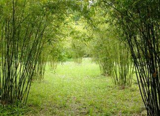 Bambus se nekontrolirano širi