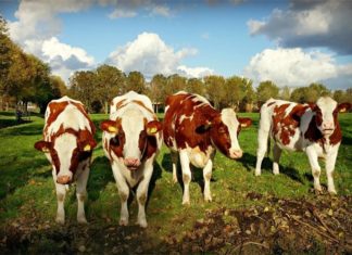 veterinarski pregledi na gospodarstvima