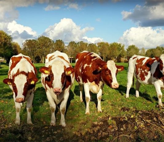 15 milijuna kn za provedbu veterinarskih pregleda na gospodarstvima veterinarski pregledi na gospodarstvima