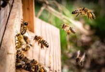 AZ košnice pune pčela