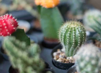 Bodljikavi ljubimci u kućnoj radinosti - kaktusi