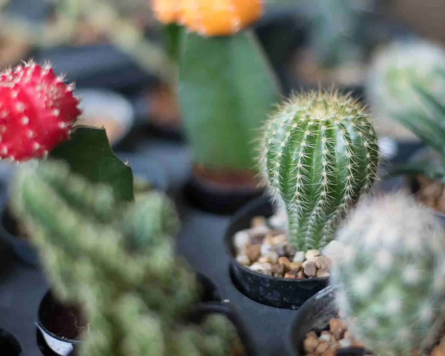 Bodljikavi ljubimci u kućnoj radinosti - kaktusi