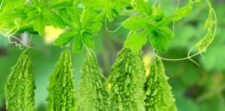 Karela – gorka dinja kao lijek