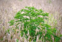 Invazivne vrste na oraničnim površinama