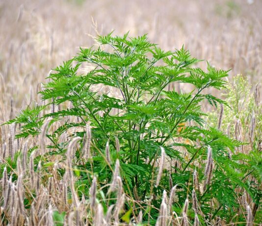 Invazivne vrste na oraničnim površinama