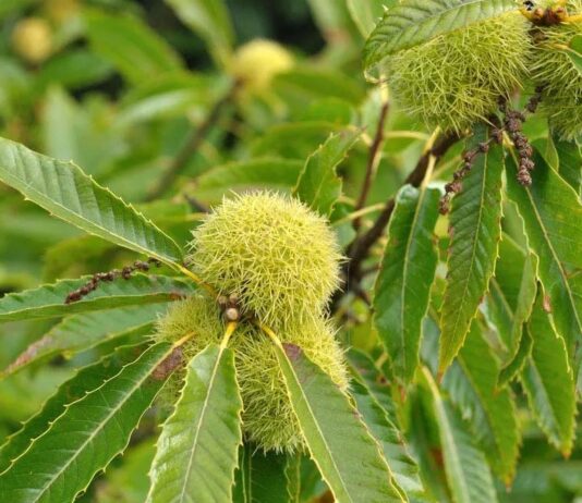 Isplativost uzgoja- pitomi kesten Isplativost uzgoja- pitomi kesten