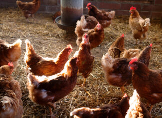 Objavljen natječaj za ulaganja u alternativne načine držanja kokoši nesilica