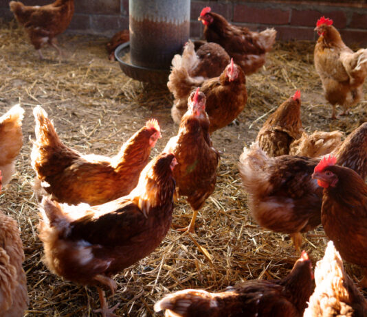 Objavljen natječaj za ulaganja u alternativne načine držanja kokoši nesilica